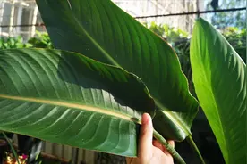 鹤望兰没有病害，叶片却内卷，边缘还焦枯？明白原因后处理很简单