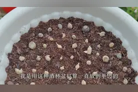 叶子像韭菜的“蓝花韭”，比风雨兰好养，秋种2个月就能开爆盆视频封面