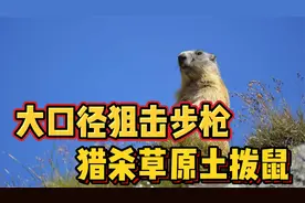 猎人使用大口径狙击步枪，猎杀草原土拨鼠，土拨鼠瞬间被轰成渣。