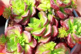 多肉感染小黑虫千万别慌，只需记住这招，多肉轻松猛长爆满盆视频封面