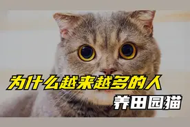 为什么越来越多的人养田园猫，看完它的优点，真是太香了