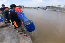 夏季钓滑口鲤鱼，最强2个饵料配方，称霸黑坑无敌手，老板都怕你