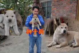 大山里的村庄藏着虎头猫耳的狗，长得像狮子一样，非常罕见的小狗视频封面