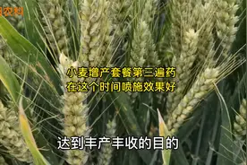 小麦增产套餐第三遍药，在这个时间喷施，既能杀虫治病又能增产视频封面