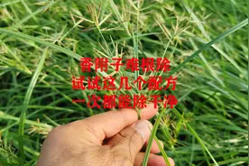 香附子难根除，试试这几个配方，一次都能连根铲除视频封面