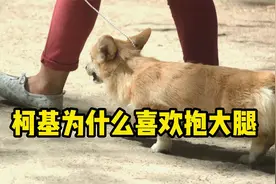 柯基为啥喜欢“抱大腿”？它是想表达这几件事！视频封面
