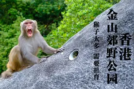 香港金山郊野公園：猴子太多 需要節育！视频封面