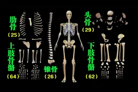 2分钟了解人体骨骼系统，快速记住人体骨骼，感兴趣的可以背诵
