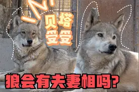 狼会有夫妻相吗？17年老狼和媳妇相濡以沫，抢食瞬间家庭地位暴露视频封面