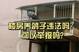 居民楼养鸽子违不违法？看北京两大爷如何斗法视频封面