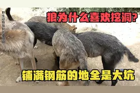狼为什么喜欢挖洞？铺满钢筋的地全是大坑，养狼人填坑速度跟不上