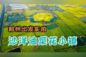 从荆州出发，距离50公里，带你去荆门沙洋油菜花小镇赏花。视频封面