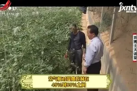 千禧樱桃番茄转色完成后，要及时采收，以免影响其他果实膨大视频封面