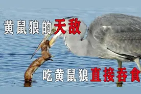 黄鼠狼的天敌，吃黄鼠狼直接吞食，看它如何猎杀黄鼠狼视频封面