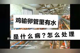 蛋鸡输卵管内有许多液体是什么病？出现后怎么处理