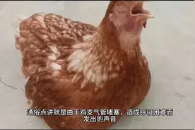 鸡发出呼噜呼噜的声音是怎么了 鸡呼吸困难怎么办 鸡张嘴喘气视频封面