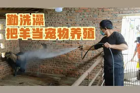 小哥养羊真用心把羊当成宠物养，给它洗澡打药消毒，期待健康成长