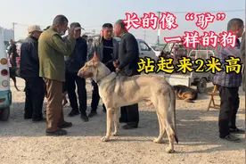 长的像“驴”一样的狗，站起来有2米多高，藏獒看见都躲得远远地