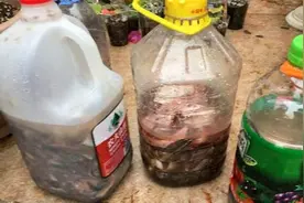 家庭自制花肥味道太臭怎么办？1个小方法，不臭不招虫花肥效果好视频封面