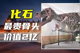 盘点五种天价化石，1颗蛋卖到近千万，第一名直接叫价2亿！视频封面