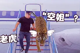 300斤大老虎为何出现在机场？战斗民族的“空姐”不一般视频封面