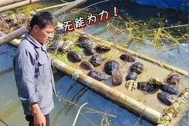 养了八年的石金钱龟，曾千元难求，现已无人问津，直接扔鱼塘喂鱼视频封面