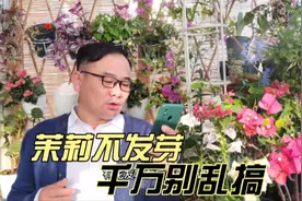 茉莉花迟迟不发新芽，不要太心急，更不要乱折腾视频封面