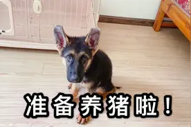 小德牧康复后瘦的像猴子怎么办？主人只能改变计划，养猪开始！视频封面