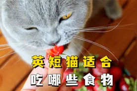 我不允许你还不知道，这几种食物就是英短猫的最爱！视频封面