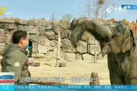 闭园2个月，济南野生动物世界恢复开园，一只象一天要吃500斤食物