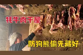 虫草季易遭狗熊偷袭，牧区姑娘藏好家里口粮，满屋牛肉干挪挪地方