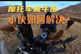 小伙摩托车被牛围了起来 狗子被小牛犊追视频封面