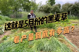 5月份的黑麦草，看长势什么样的？它适合什么时候播种呢？视频封面