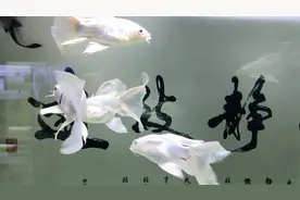 如何分辨蝴蝶鲤和龙凤锦鲤？这里正好有现成的样板