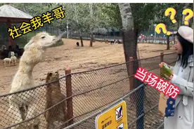 女孩投喂羊驼时，只因一个动作，遭到羊驼疯狂报复视频封面