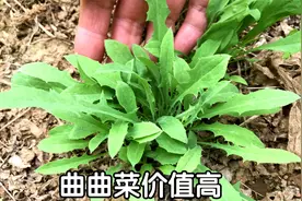 一种苦野菜酷似蒲公英，含钙量是菠菜的5倍，它叫曲曲菜！视频封面