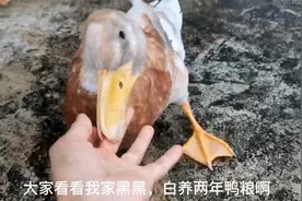 小鸭子有脾气，仗着主人疼它，追着主人咬。谁叫它是小宝贝，宠着