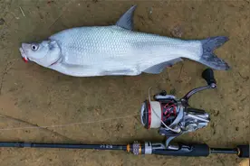 白天青梢躲在哪儿？找准水下沟坎儿， 5克VIB连杆！