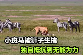 小斑马被狮子生擒，虽深陷困境，却依旧不肯屈服狮子，令人动容视频封面