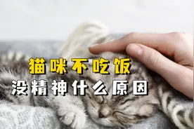猫不吃饭没精神什么原因? 多半是这些原因