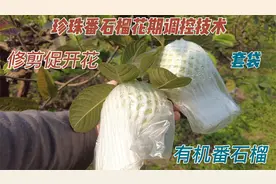 番石榴4月初修剪，调控花期，9-11月份（中秋国庆）就可以采摘了