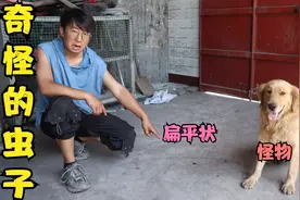 金毛发现只奇怪的虫子，扁平状而且还会装死，谁知道这是啥虫子？视频封面