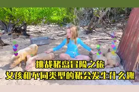 挑战猪岛冒险之旅，女孩和不同类型的猪会发生什么趣视频封面