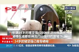 14岁的猪坚强瘦骨嶙峋，相当于百岁老人！饲养员：不是病而是老视频封面