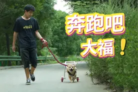 给瘫痪的狗狗做了一个轮椅，它终于可以快乐的奔跑了