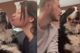 女子亲吻男友狗狗，狗子全身写满抗拒，当男友亲吻时它的反应亮了