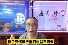 观赏鱼的体表有伤，大约什么时间恢复？要看我们如何管理