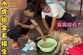 金毛臭臭早产小虎来帮忙接生，可他并非专业医生，现在这情况咋办