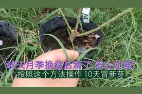 秋天月季换盆后焉了，怎么处理？按照这个方法操作，10天冒新芽