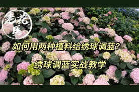 绣球调蓝还是不会？教你用两种植料给绣球调蓝。绣球调蓝实战教学
